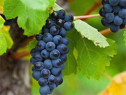 天堂鸟怎么修剪(叶子、叶柄)